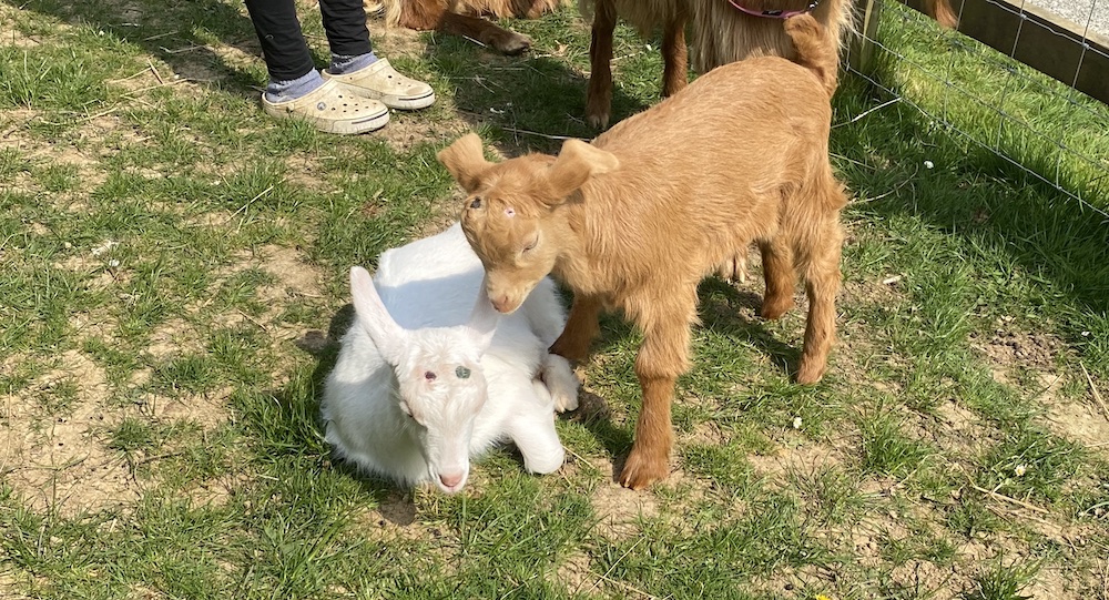 a german shepherd puppy
