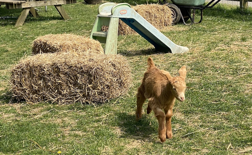 a german shepherd puppy