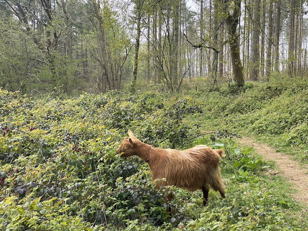 a german shepherd puppy