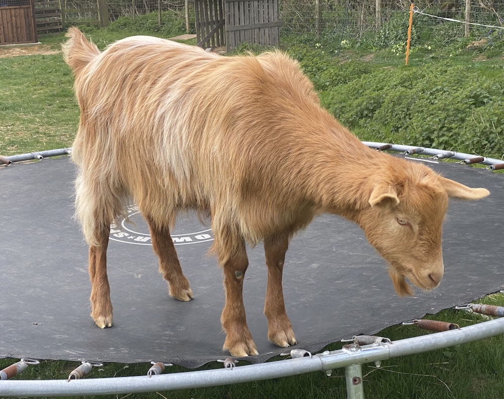 a german shepherd puppy