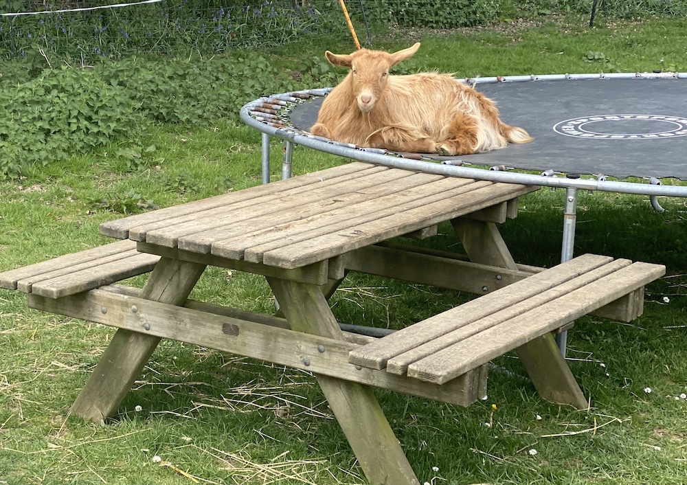 a german shepherd puppy